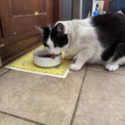Reunited Male Cat last seen Claycord, Concord, CA 94521
