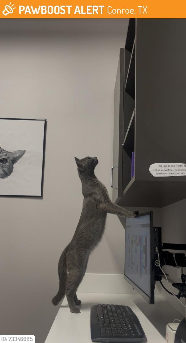 Found/Stray Female Cat last seen Oso creek dr & town park dr, Conroe, TX 77301