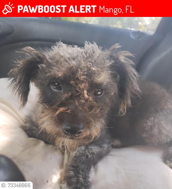 Lost Female Dog last seen Dr Martin Luther King and peach Street by Walmart in seffner, Mango, FL 33584