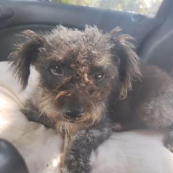 Lost Female Dog last seen Dr Martin Luther King and peach Street by Walmart in seffner, Mango, FL 33584