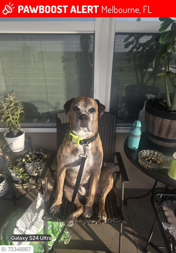 Lost Male Dog last seen mara Loma, Melbourne, FL 32909