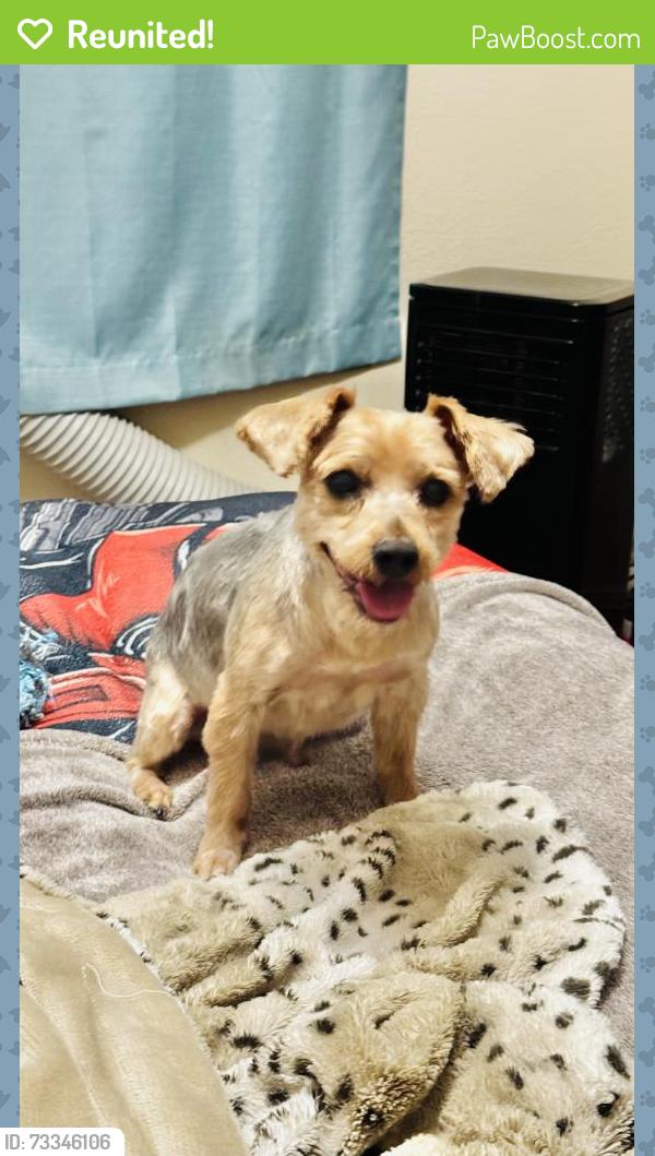 Reunited Male Dog last seen Parkhill / Mesita St, Las Cruces, NM 88012