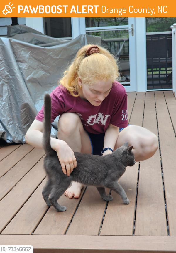 Found/Stray Unknown Cat last seen Buckboard RD. Strayhorn Hills. Old NC 10. Brumley., Orange County, NC 27278