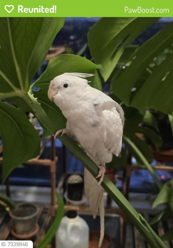 Reunited Male Bird last seen Copper Leaf Cres/Max Becker Dr, Kitchener, ON N2E 3W4