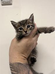 Shelter Stray Unknown Cat last seen Near BLOCK S DIXIE HGWY, 3599 NW 79th Ave, Doral, FL 33122, USA