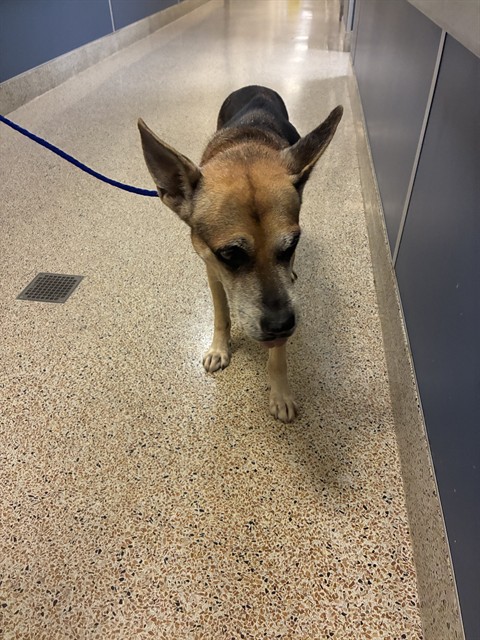 Shelter Stray Male Dog last seen NW 156 ST & NW 44 CT, 3599 NW 79th Ave, Doral, FL 33122, USA