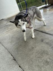 Shelter Stray Female Dog last seen Near BLOCK SW 121ST AVE, 3599 NW 79th Ave, Doral, FL 33122, USA