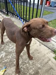 Shelter Stray Female Dog last seen Near BLOCK NW 31ST AVE, 3599 NW 79th Ave, Doral, FL 33122, USA