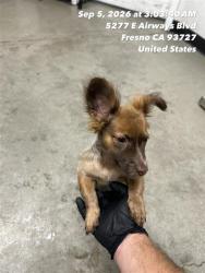 Shelter Stray Male Dog last seen Near BLOCK N DIANA ST FRESNO CA 93701, 5277 E Airways Blvd, Fresno, CA 93727, USA