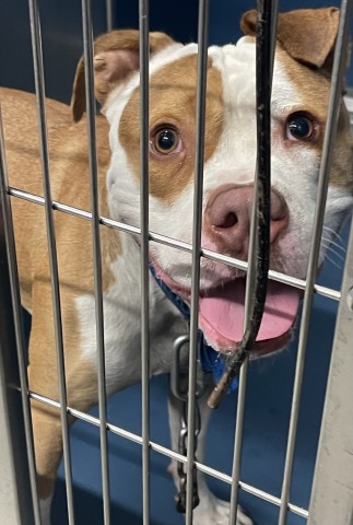 Shelter Stray Male Dog last seen Near BLOCK GRANDRIVER DETROIT MI 48223, 7401 Chrysler Dr, Detroit, MI 48211, USA