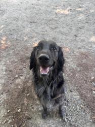 Lost Male Dog last seen Mazarick Park, Fayetteville, NC 28303
