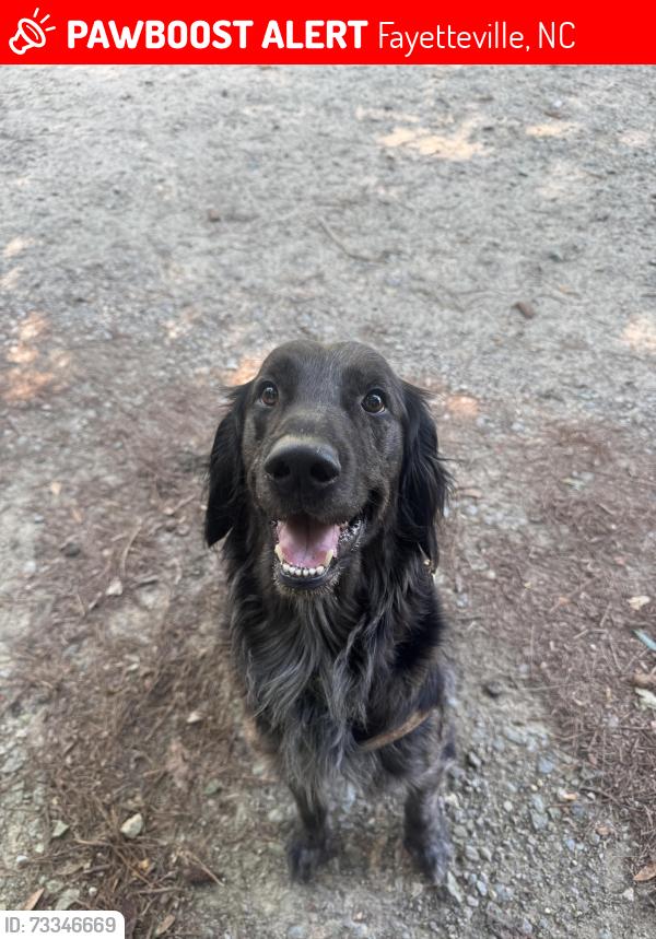 Lost Male Dog last seen Mazarick Park, Fayetteville, NC 28303