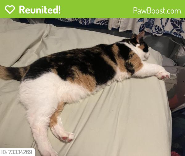 Reunited Female Cat last seen South 4th Ave and Green Street, Royersford, PA 19468