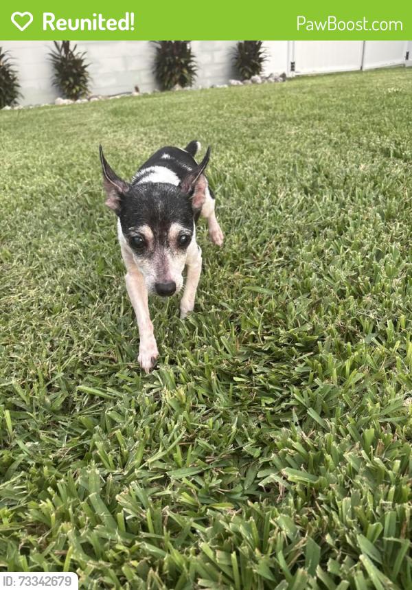 Reunited Female Dog last seen Bloomingdale & Kings, Brandon, FL 33510