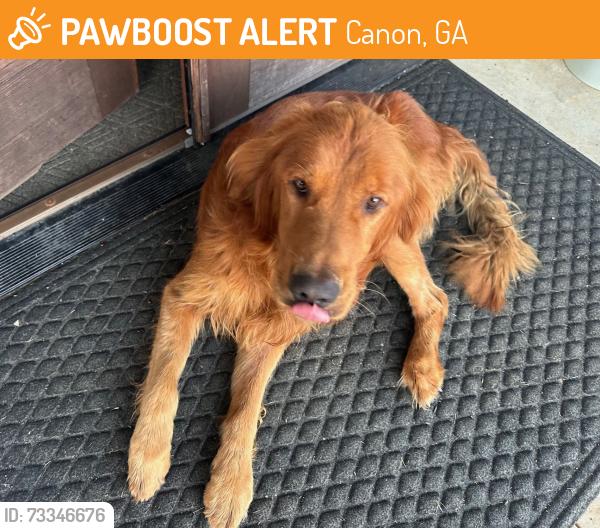 Found/Stray Male Dog last seen Royston Hwy 29, halfway between Hartwell & Royston GA, Canon, GA 30520