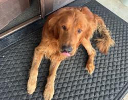 Found/Stray Male Dog last seen Royston Hwy 29, halfway between Hartwell & Royston GA, Canon, GA 30520