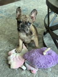 Lost Male Dog last seen Chelten Ave and Anderson St Phila Pa 19138, Philadelphia, PA 19138