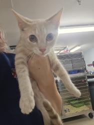 Shelter Stray Male Cat last seen Boulevard Place, LINTHICUM HEIGHTS, MD, 21090, 411 Maxwell Frye Rd, Millersville, MD 21108, USA