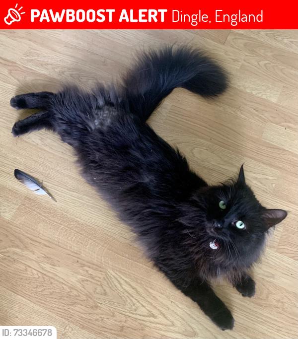 Lost Male Cat last seen Chillingham Street, Dingle Lane, Dingle, England 