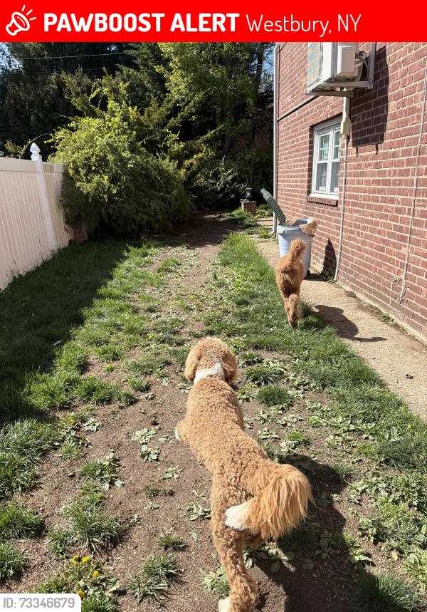 Lost Female Dog last seen Glen Rd, Beverly Ln, Westbury, NY 11590