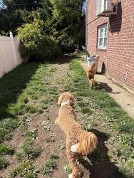 Lost Female Dog last seen Glen Rd, Beverly Ln, Westbury, NY 11590
