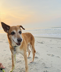 Lost Female Dog last seen Sweetpea Lane, close to Route 25, Hendersonville, NC 28791