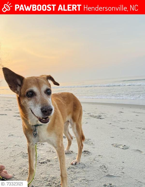 Lost Female Dog last seen Sweetpea Lane, close to Route 25, Hendersonville, NC 28791