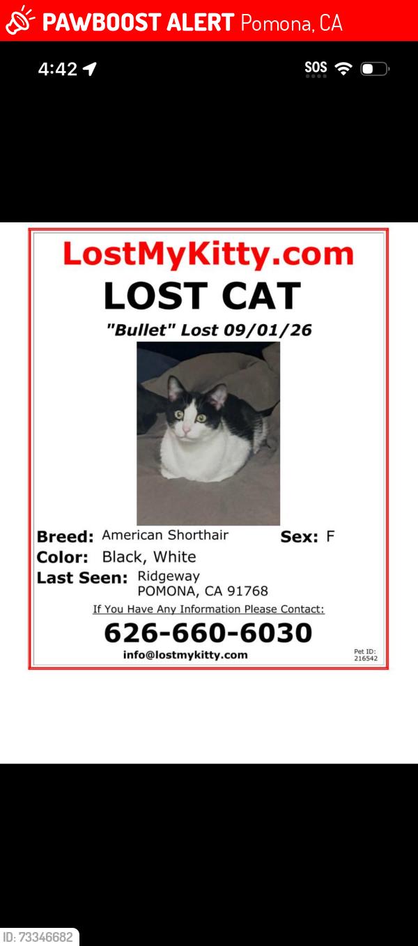 Lost Female Cat last seen Ridgeway, Pomona, CA 91768