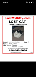Lost Female Cat last seen Ridgeway, Pomona, CA 91768