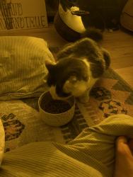 Reunited Female Cat last seen Fair Oaks (between Laurel & Oak), South Pasadena, CA 91030