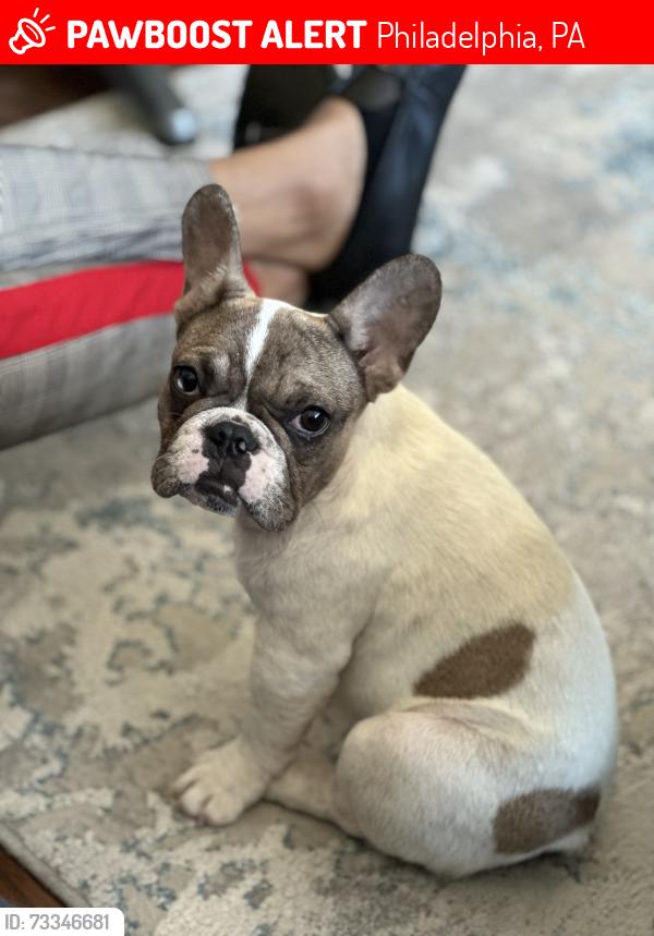 Lost Female Dog last seen Near E Chelten Ave and Anderson Street, Philadelphia, PA 19138