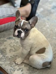 Lost Female Dog last seen Near E Chelten Ave and Anderson Street, Philadelphia, PA 19138