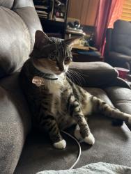 Lost Female Cat last seen Near Old Randleman Rd., Greensboro, NC 27406