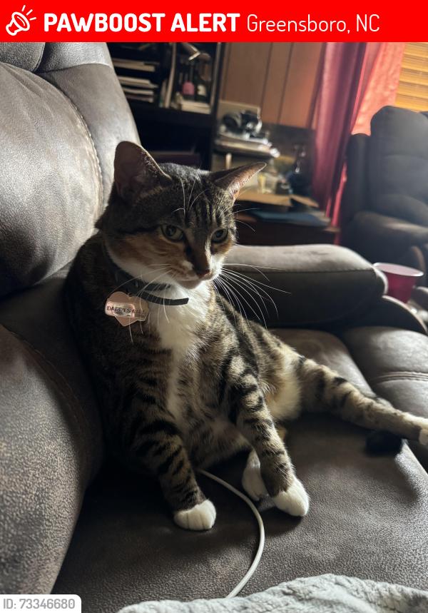 Lost Female Cat last seen Near Old Randleman Rd., Greensboro, NC 27406