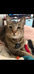 Lost Male Cat last seen Gothard/Warner, Huntington Beach, CA 92647