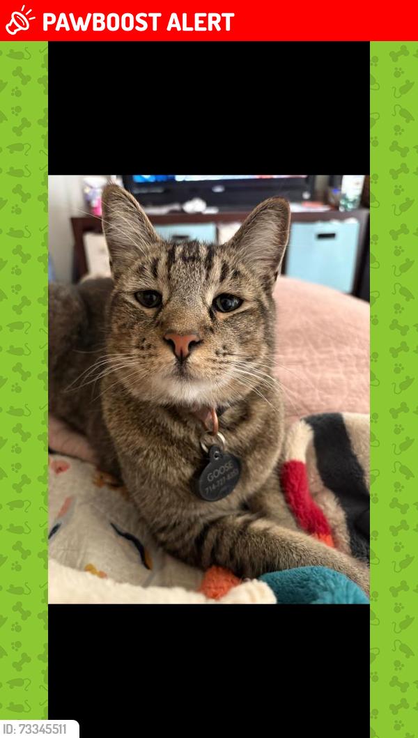 Lost Male Cat last seen Gothard/Warner, Huntington Beach, CA 92647