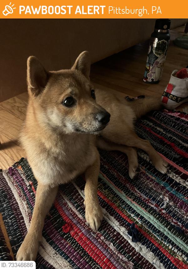 Found/Stray Male Dog last seen Holyoke Street + Chautauqua, Pittsburgh, PA 15214