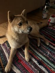 Found/Stray Male Dog last seen Holyoke Street + Chautauqua, Pittsburgh, PA 15214