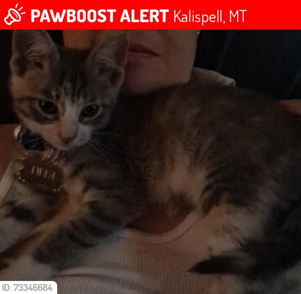 Lost Female Cat last seen 3 mile dr. & spring creek rd, Kalispell, MT 59901