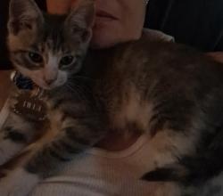Lost Female Cat last seen 3 mile dr. & spring creek rd, Kalispell, MT 59901