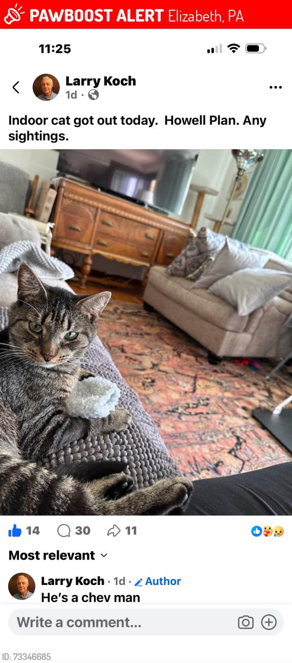 Lost Male Cat last seen Elizabeth Pa Howell Plan, Elizabeth, PA 15037