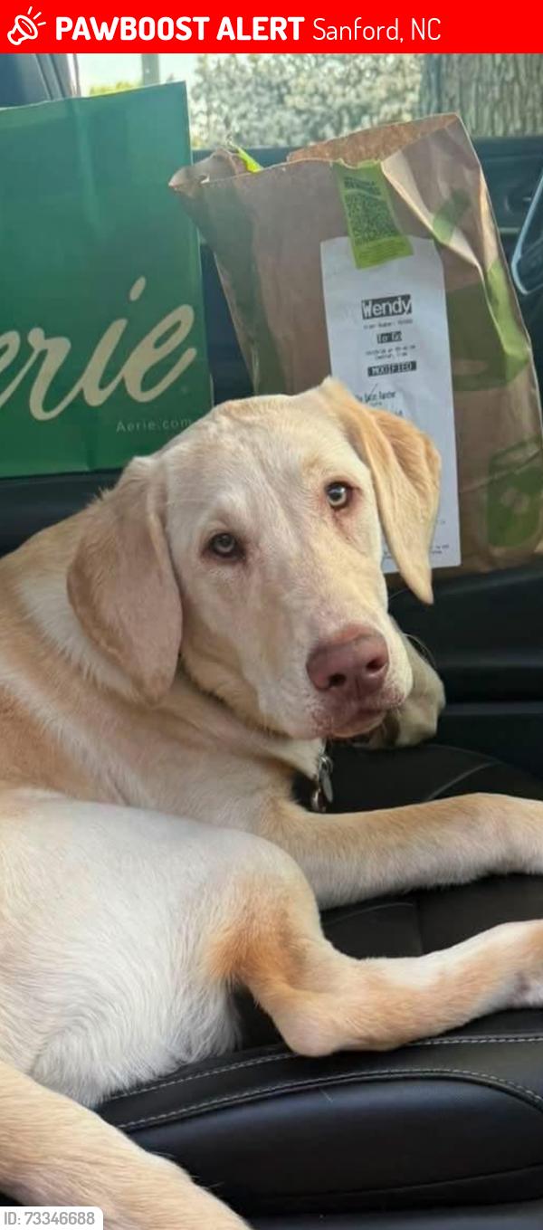 Lost Female Dog last seen Willett Rd and Peach Orchard Rd, Sanford, NC 27332