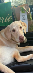 Lost Female Dog last seen Willett Rd and Peach Orchard Rd, Sanford, NC 27332