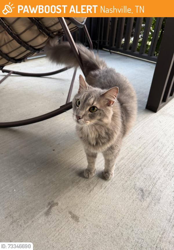 Found/Stray Unknown Cat last seen Gallatin and Burchwood, Nashville, TN 37216