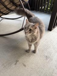 Found/Stray Unknown Cat last seen Gallatin and Burchwood, Nashville, TN 37216