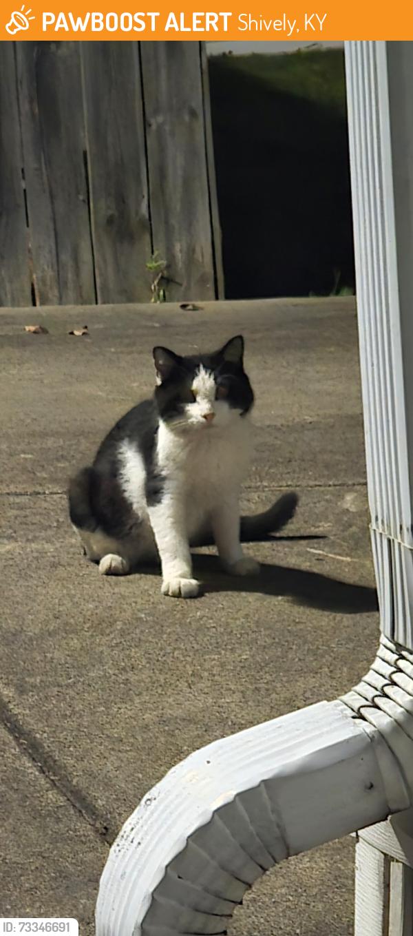 Found/Stray Unknown Cat last seen Rockford lane and Dover rd area, Shively, KY 40216