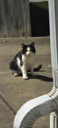 Found/Stray Unknown Cat last seen Rockford lane and Dover rd area, Shively, KY 40216