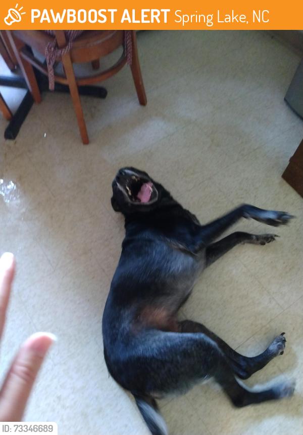 Found/Stray Male Dog last seen Bragg ests, Spring Lake, NC 28390