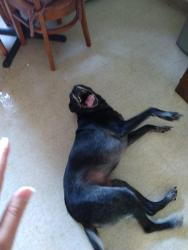 Found/Stray Male Dog last seen Bragg ests, Spring Lake, NC 28390