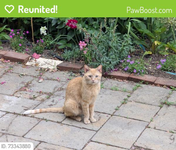 Reunited Male Cat last seen NE Rodney Ave between Graham and Stanton St, Portland, OR 97212